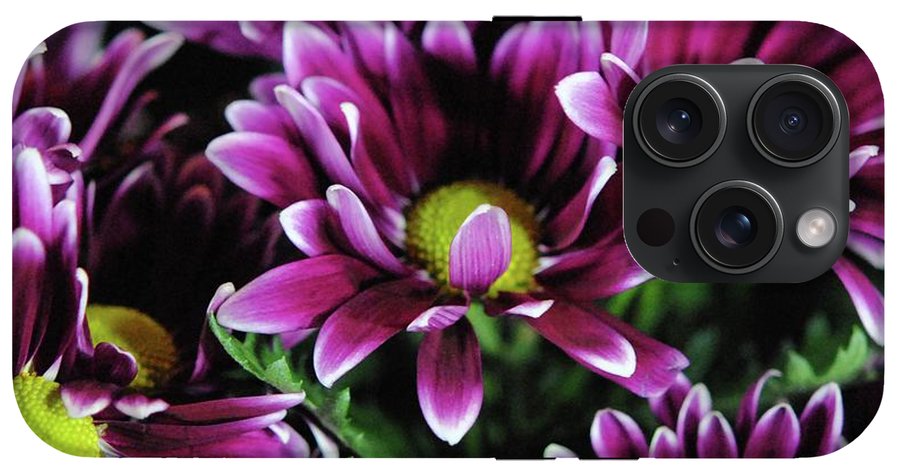 Maroon and White Mums - Phone Case