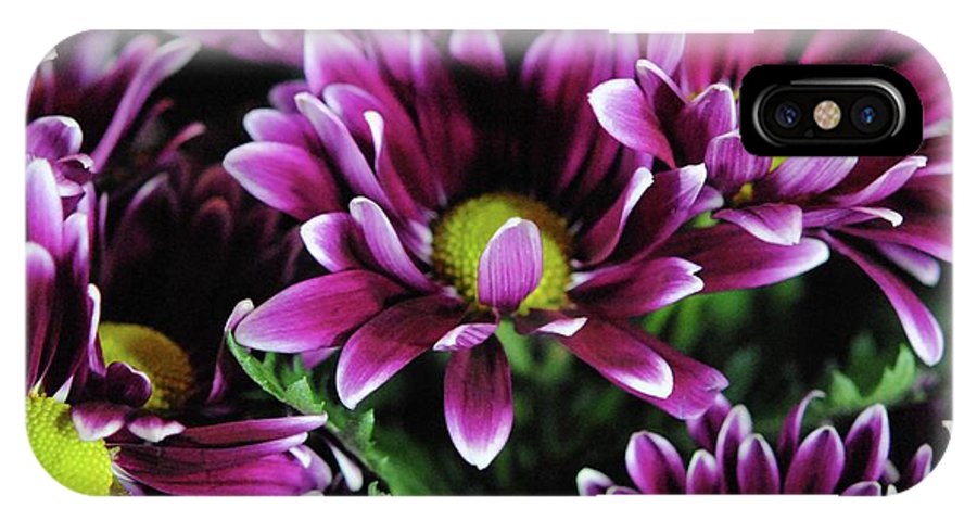 Maroon and White Mums - Phone Case