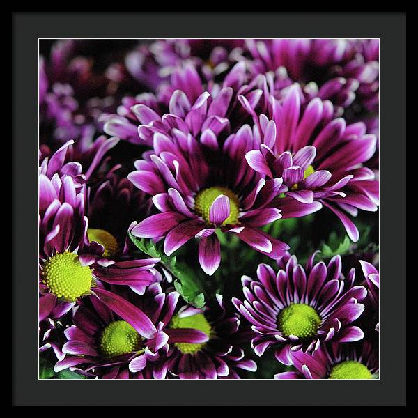 Maroon and White Mums - Framed Print