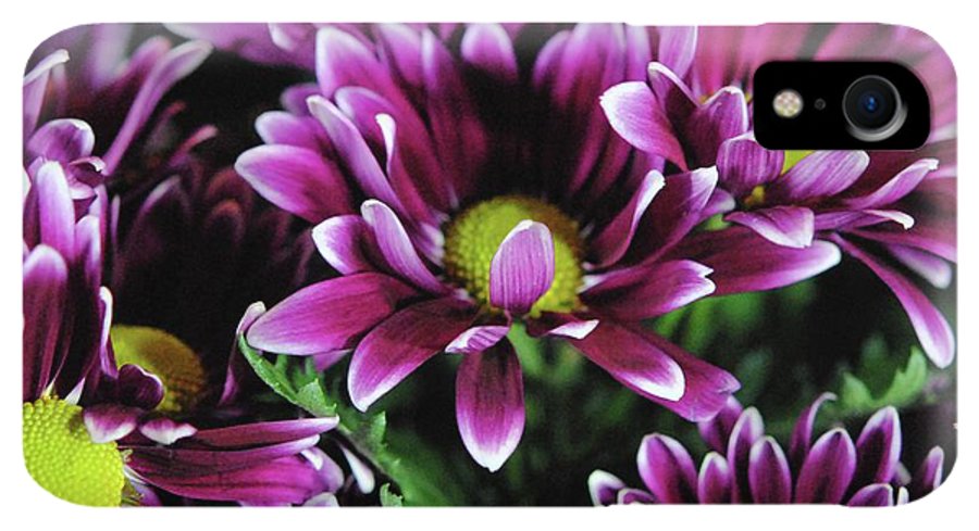 Maroon and White Mums - Phone Case
