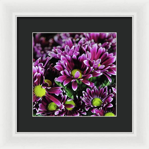 Maroon and White Mums - Framed Print