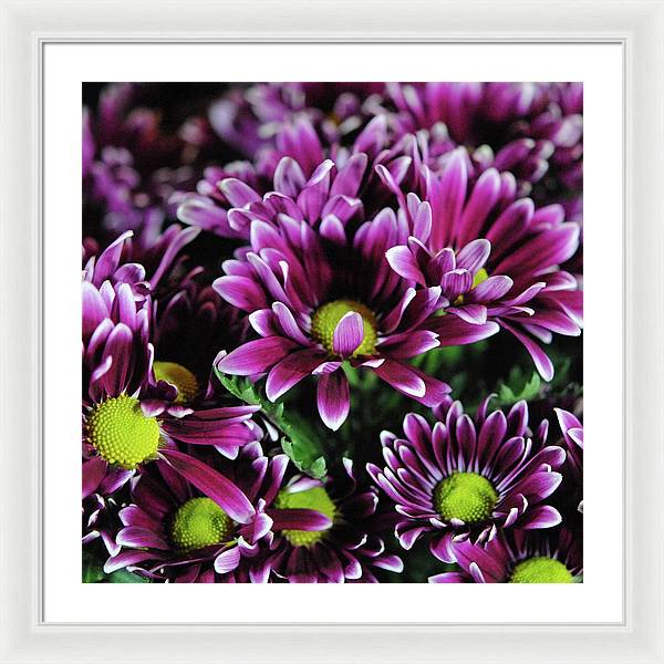 Maroon and White Mums - Framed Print