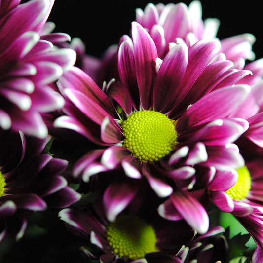 Maroon Mums Close Up digital Image Download