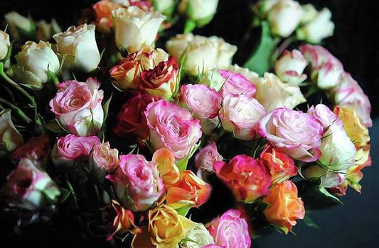 Mini Tea Roses - Art Print