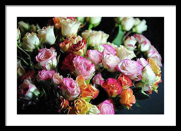 Mini Tea Roses - Framed Print