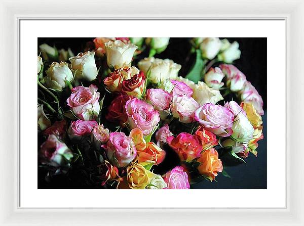 Mini Tea Roses - Framed Print
