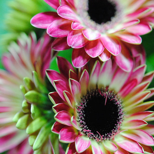 Mini Pink and White Gerbera Daisies Digital Image Download