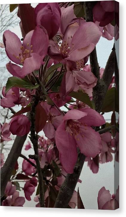 Montana Tree Flowers in Pink - Canvas Print