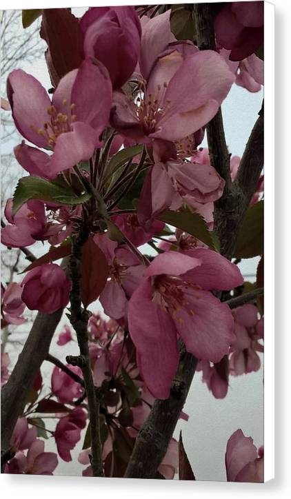 Montana Tree Flowers in Pink - Canvas Print