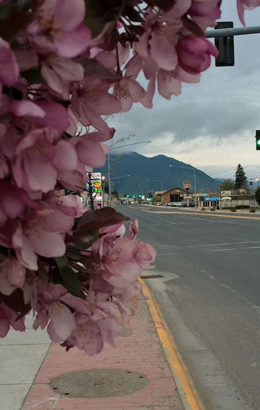 Montana Flowering Trees In Spring Digital Image Download