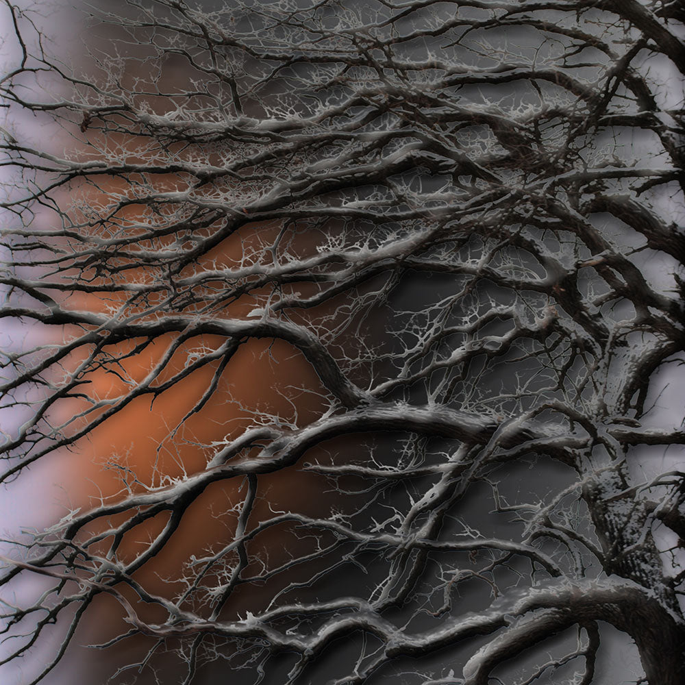 Sun on Snow Covered Branches Digital Image Download