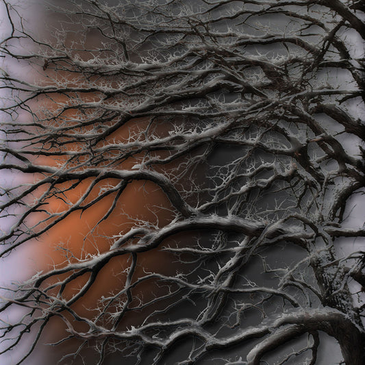 Sun on Snow Covered Branches Digital Image Download