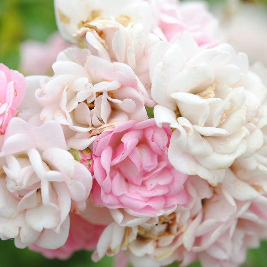Nature's Wedding Bouquet Digital Image Download