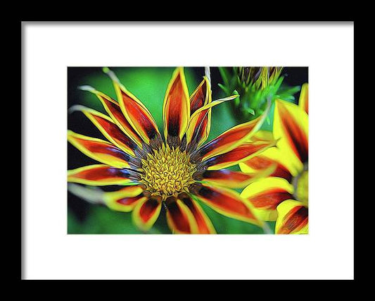 Orange and Yellow Flower - Framed Print