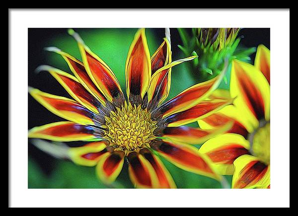 Orange and Yellow Flower - Framed Print