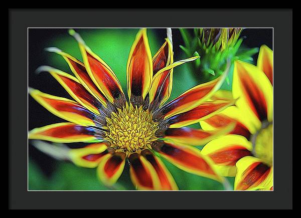 Orange and Yellow Flower - Framed Print