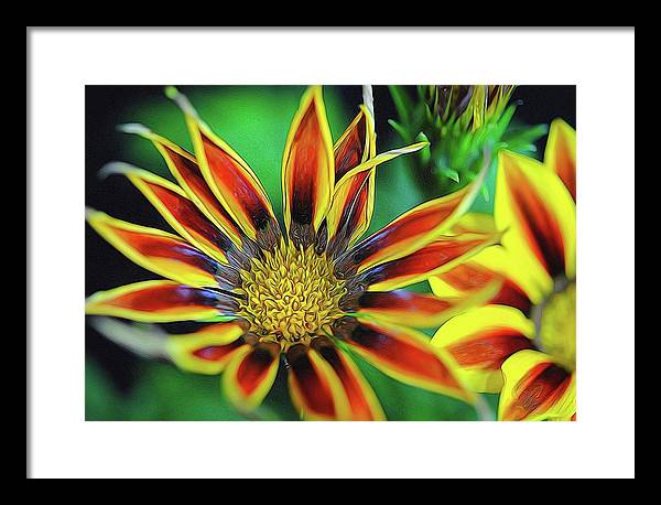 Orange and Yellow Flower - Framed Print