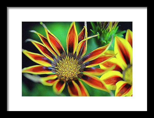 Orange and Yellow Flower - Framed Print