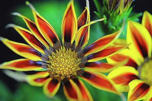 Orange and Yellow Flower - Art Print