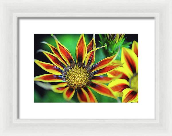 Orange and Yellow Flower - Framed Print