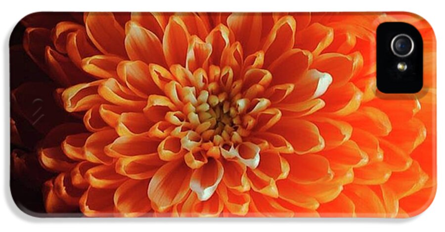 Orange Chrysanthemum - Phone Case