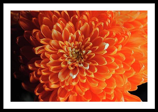 Orange Chrysanthemum - Framed Print
