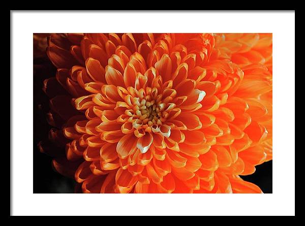 Orange Chrysanthemum - Framed Print