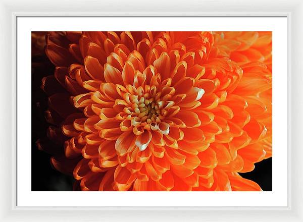Orange Chrysanthemum - Framed Print