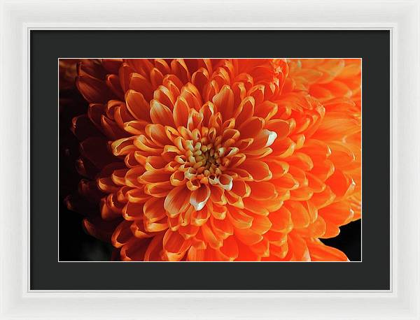 Orange Chrysanthemum - Framed Print