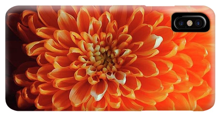 Orange Chrysanthemum - Phone Case