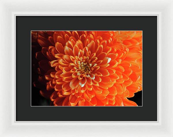 Orange Chrysanthemum - Framed Print