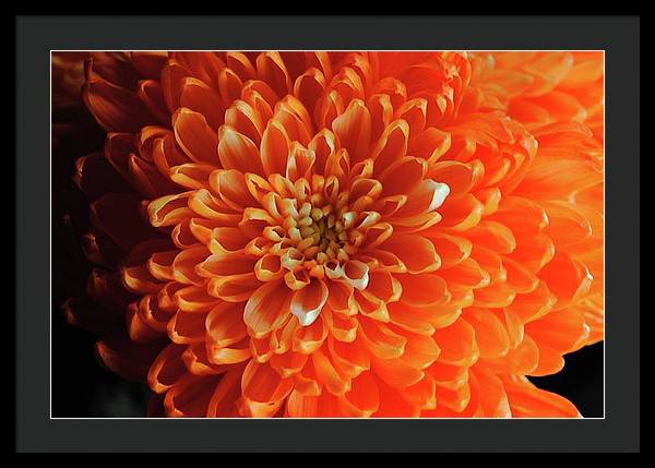 Orange Chrysanthemum - Framed Print