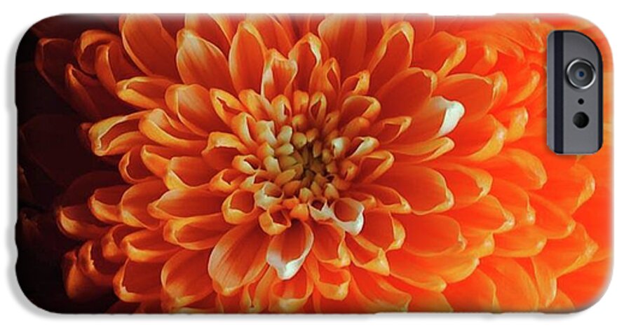 Orange Chrysanthemum - Phone Case