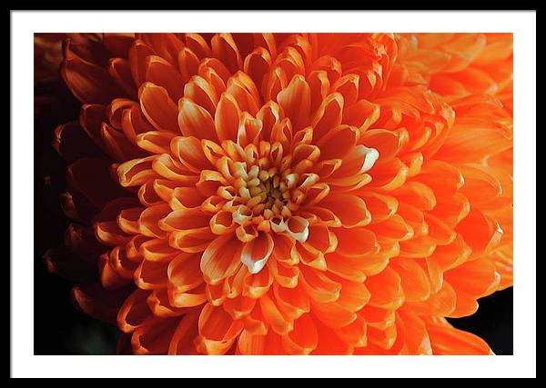 Orange Chrysanthemum - Framed Print