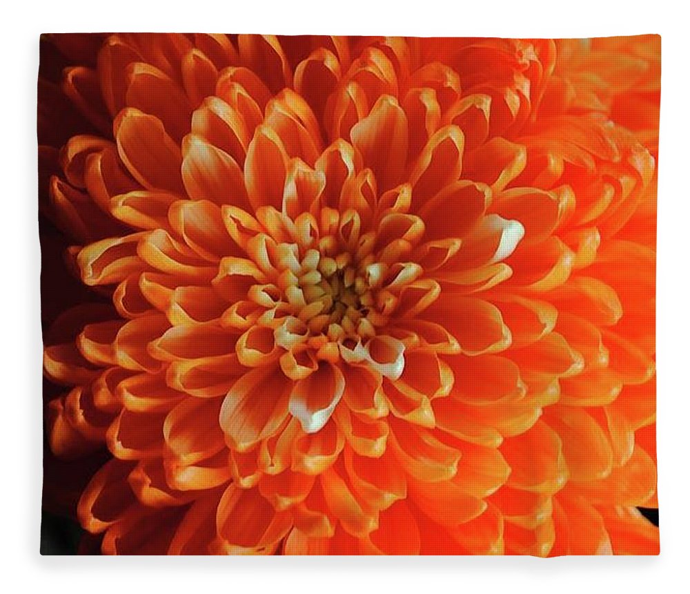 Orange Chrysanthemum - Blanket