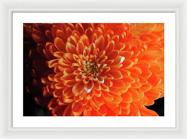 Orange Chrysanthemum - Framed Print