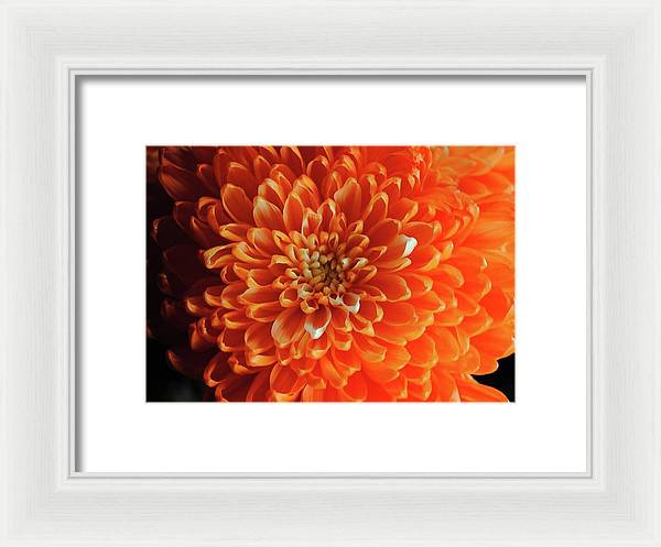 Orange Chrysanthemum - Framed Print