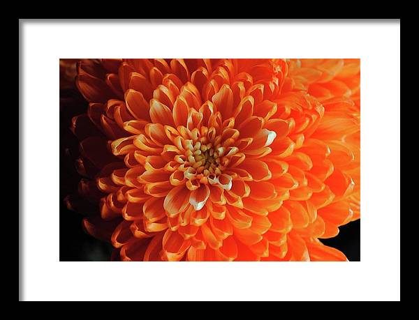 Orange Chrysanthemum - Framed Print
