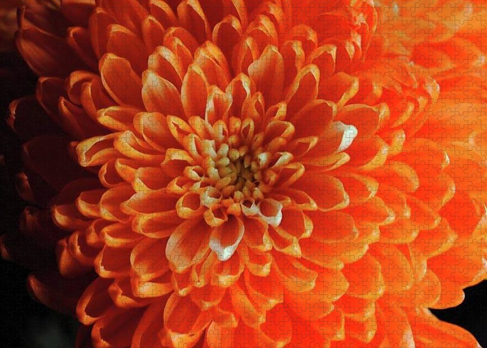 Orange Chrysanthemum - Puzzle