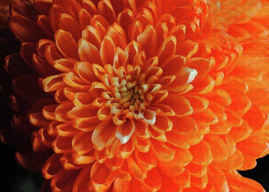 Orange Chrysanthemum - Puzzle