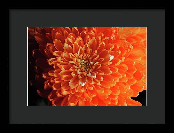 Orange Chrysanthemum - Framed Print