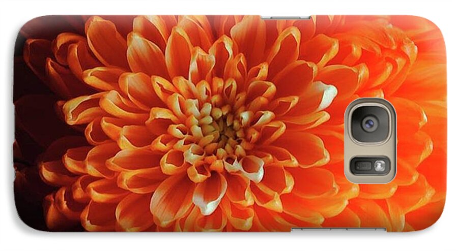 Orange Chrysanthemum - Phone Case