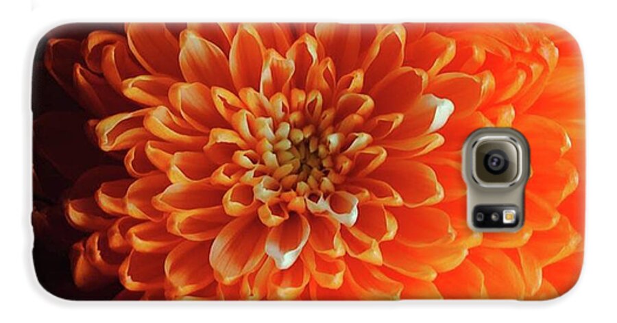 Orange Chrysanthemum - Phone Case