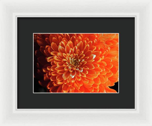 Orange Chrysanthemum - Framed Print