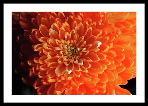 Orange Chrysanthemum - Framed Print