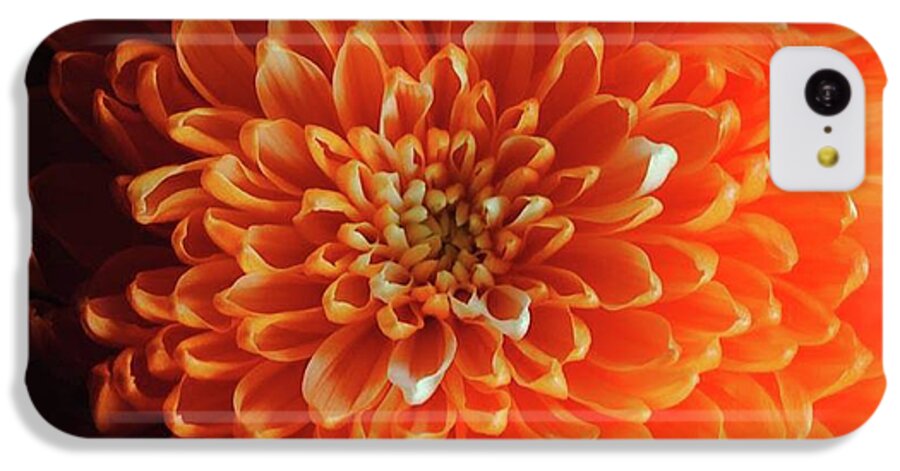 Orange Chrysanthemum - Phone Case