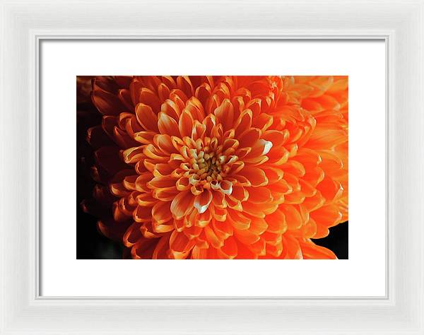 Orange Chrysanthemum - Framed Print