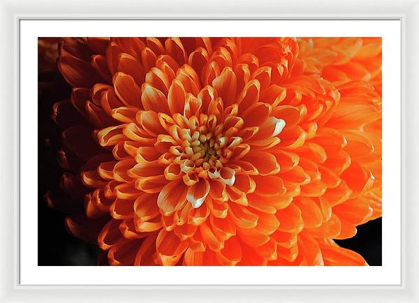 Orange Chrysanthemum - Framed Print