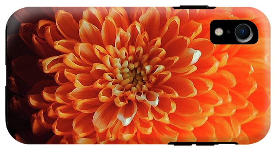 Orange Chrysanthemum - Phone Case