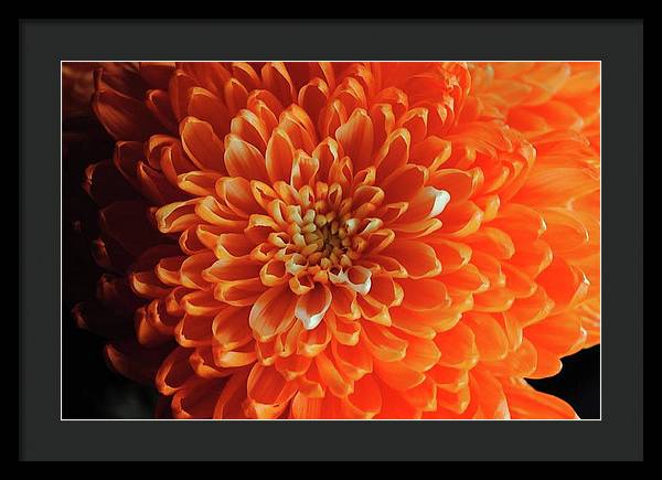 Orange Chrysanthemum - Framed Print